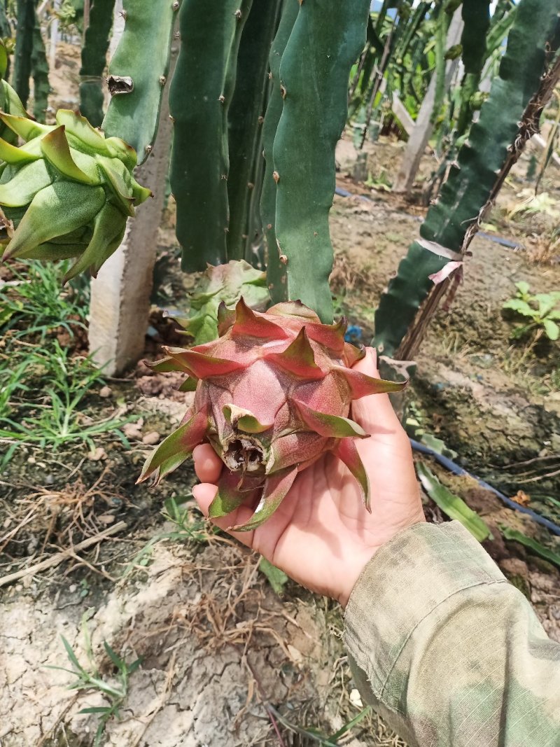 火龙果