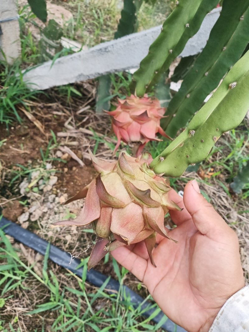 火龙果