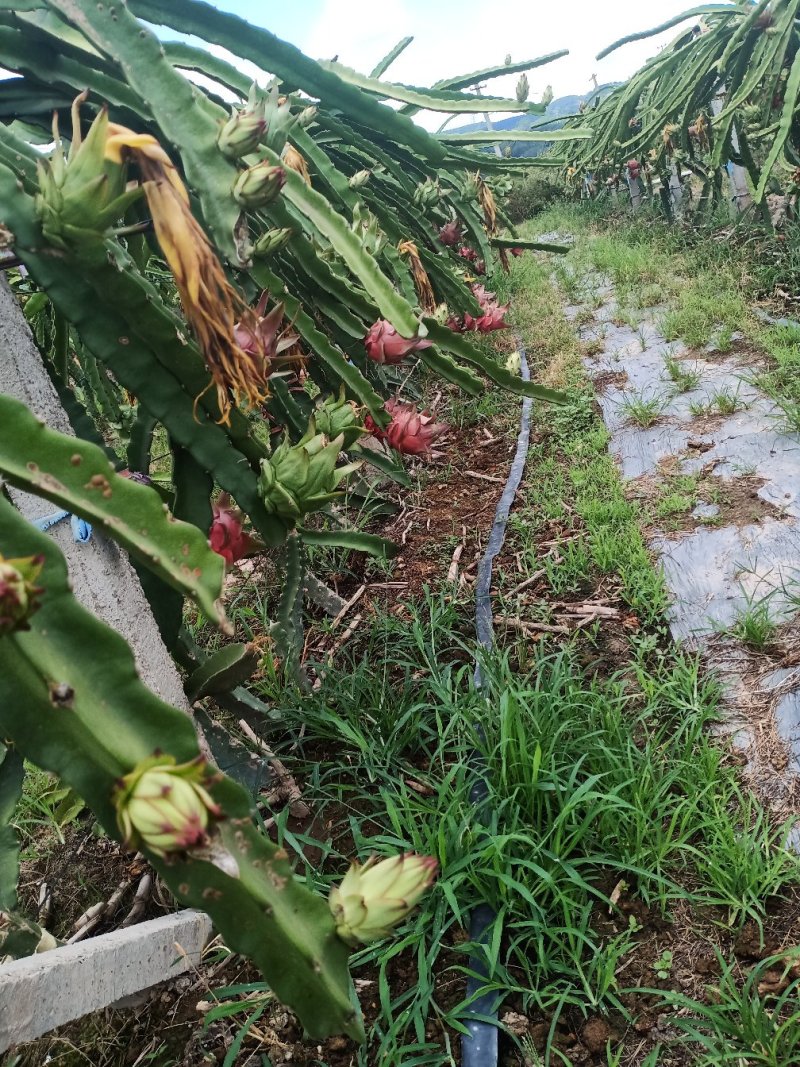 火龙果