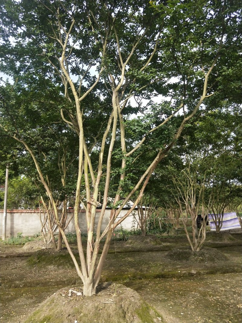 紫薇