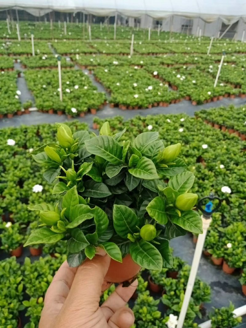 绿萝110黄金葛