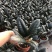 吉利红100吉利红盆栽