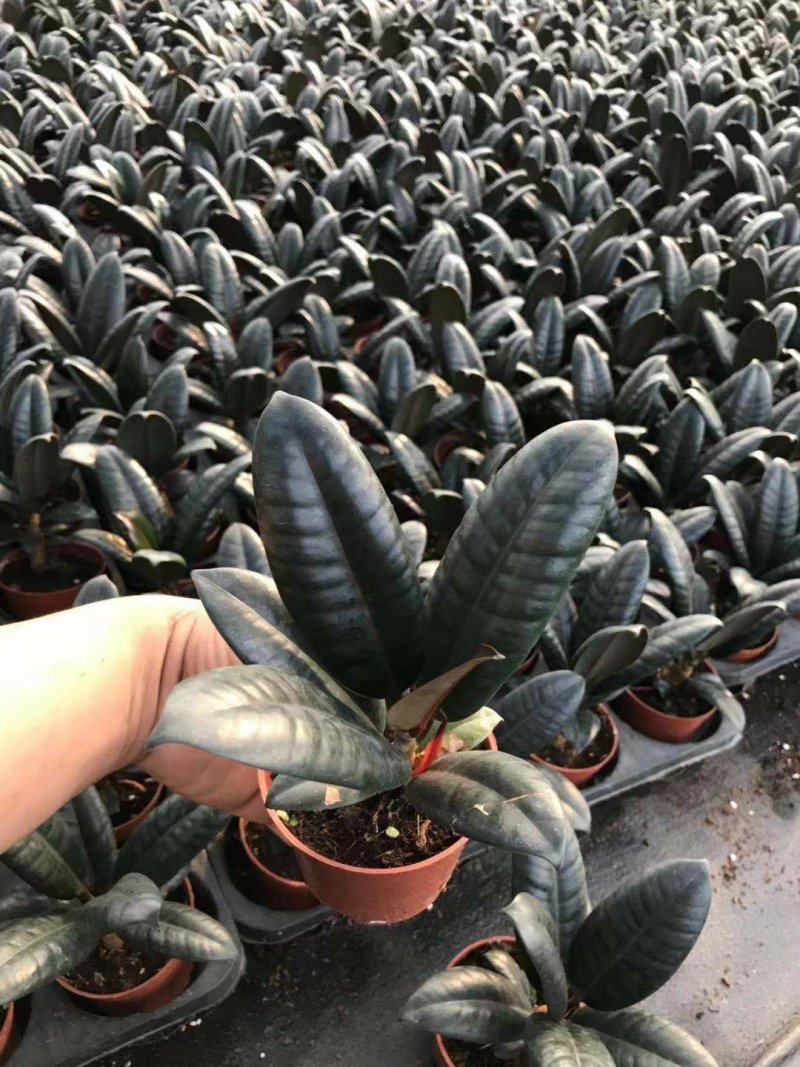 吉利红100吉利红盆栽