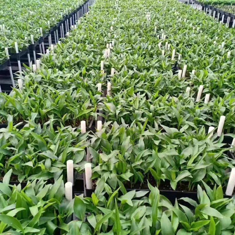 吉利红100吉利红盆栽