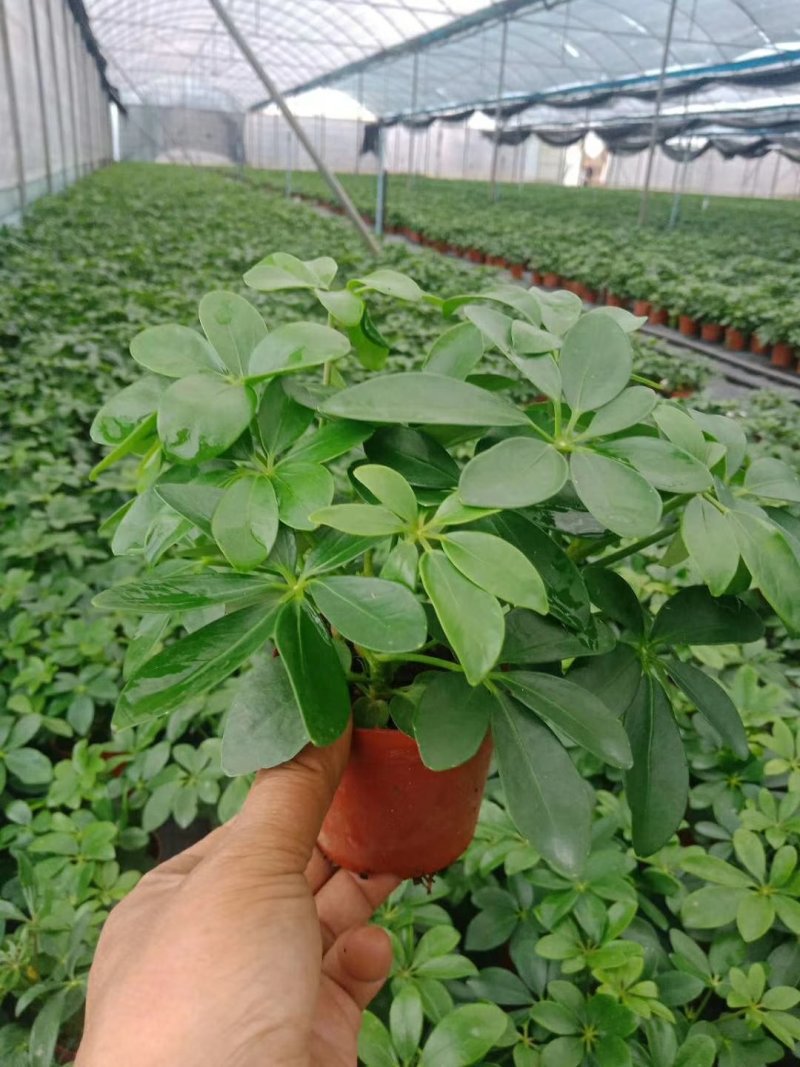 吉利红100吉利红盆栽