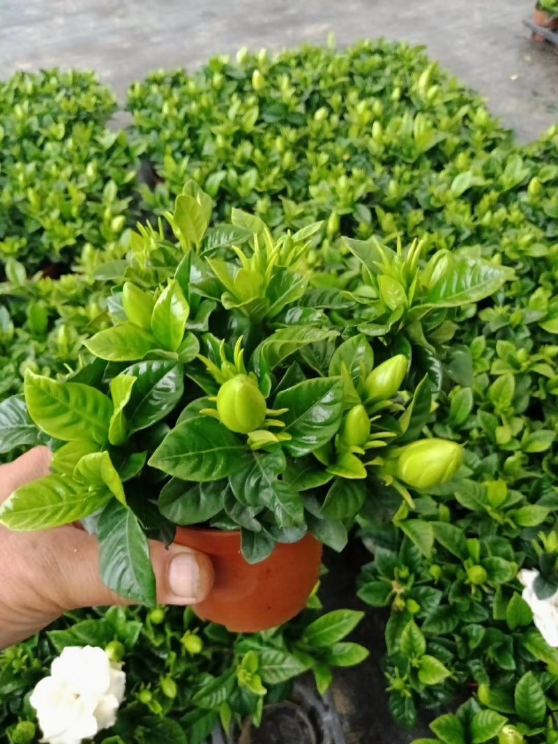 吉利红100吉利红盆栽