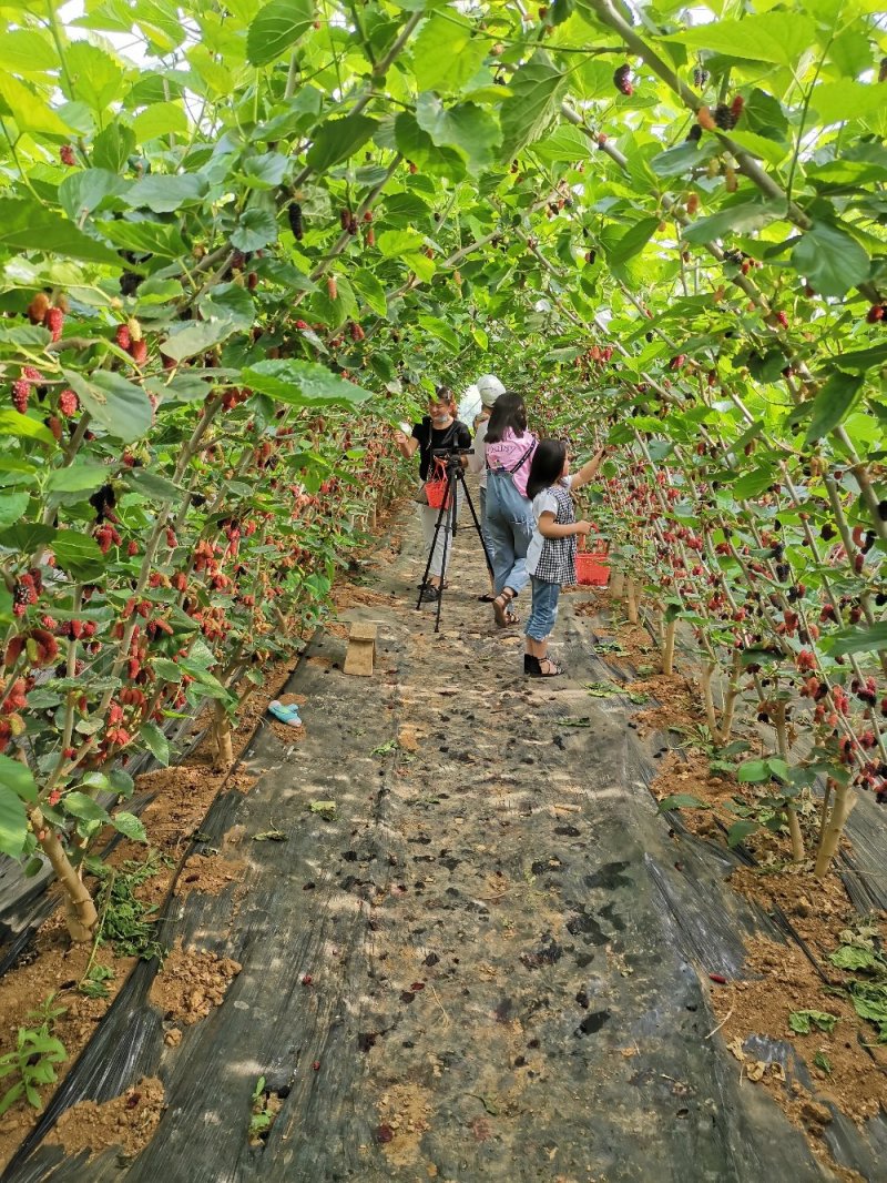 果桑树，桑椹树，长果桑