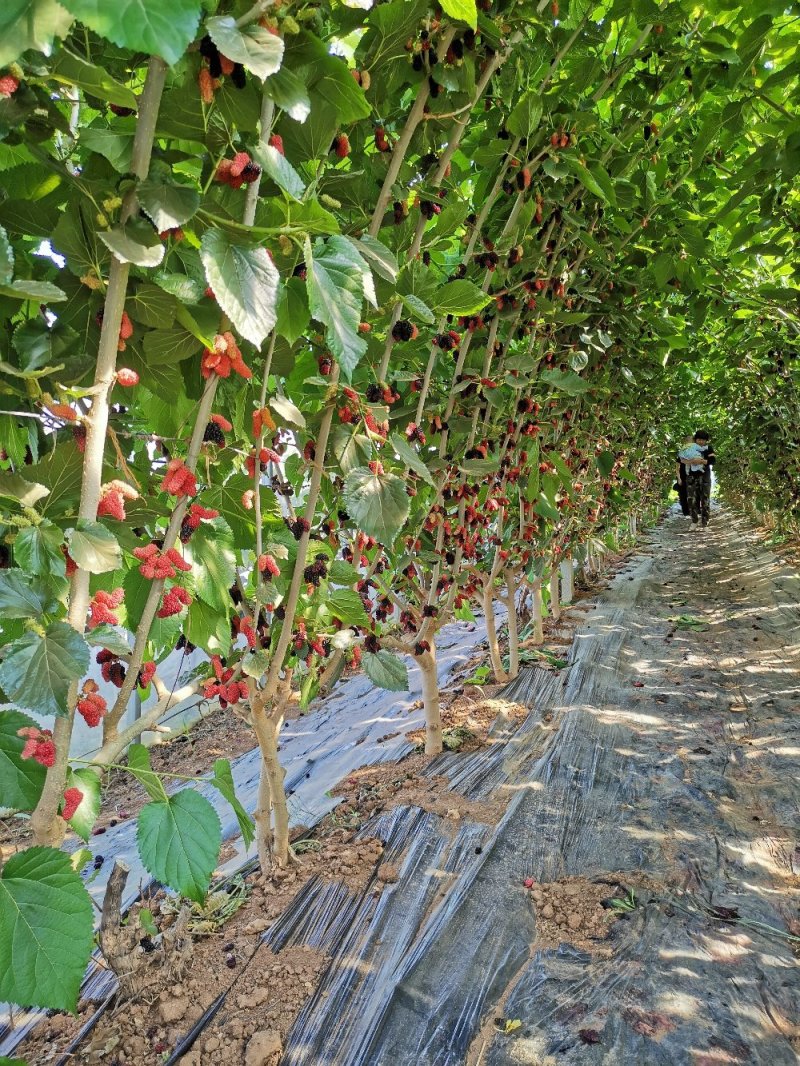 果桑树，桑椹树，长果桑