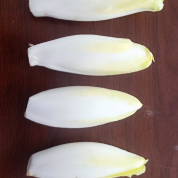 菊苣菜