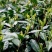 新货明前嫩芽龙井茶叶、新鲜春茶、高山鲜茶叶、龙井绿茶红茶