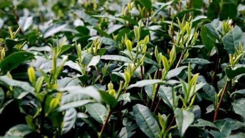 新货明前嫩芽龙井茶叶、新鲜春茶、高山鲜茶叶、龙井绿茶红茶