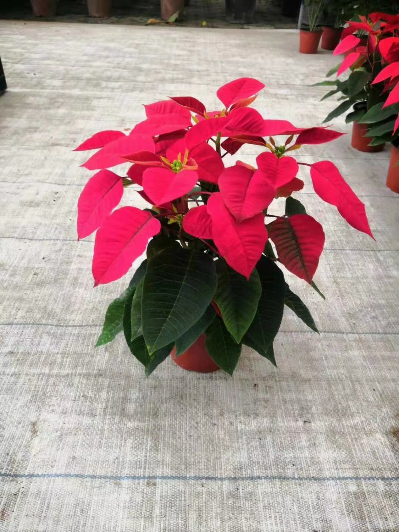 一品红，16杯一品红，一品红种植基地直销