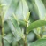 新货明前嫩芽龙井茶叶、新鲜春茶、高山鲜茶叶、龙井绿茶红茶