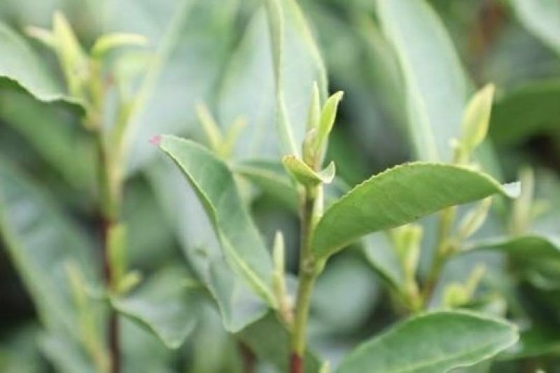 新货明前嫩芽龙井茶叶、新鲜春茶、高山鲜茶叶、龙井绿茶红茶