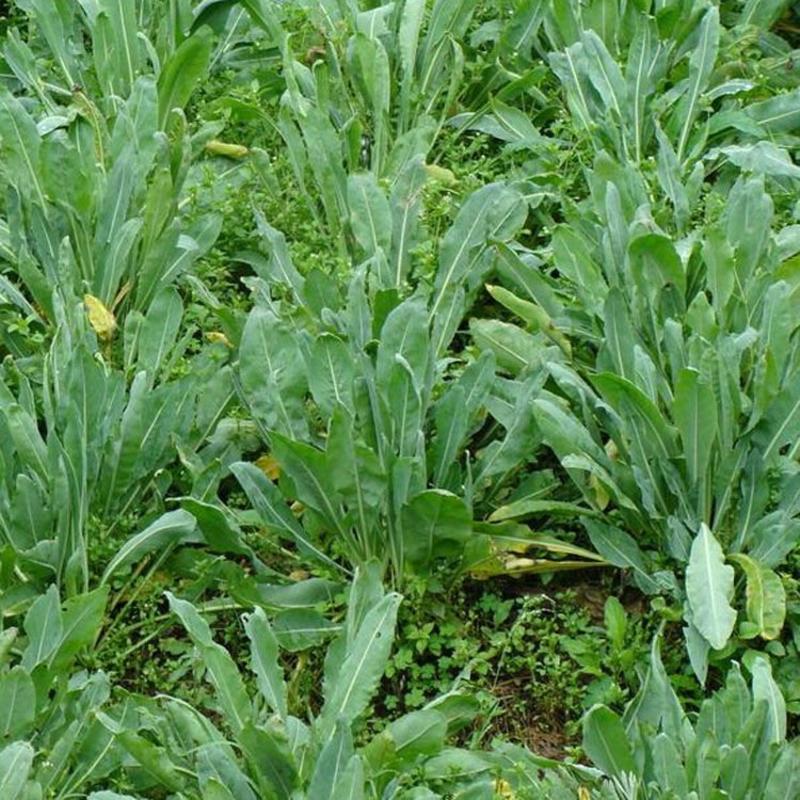板蓝根种子大青叶种子野生药材板兰根种子四季田园蔬菜种