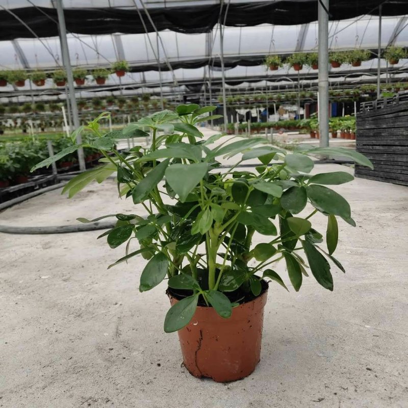 栀子花90栀子花盆栽