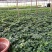 栀子花90栀子花盆栽