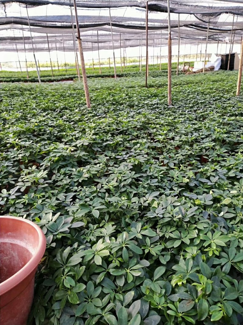 栀子花90栀子花盆栽