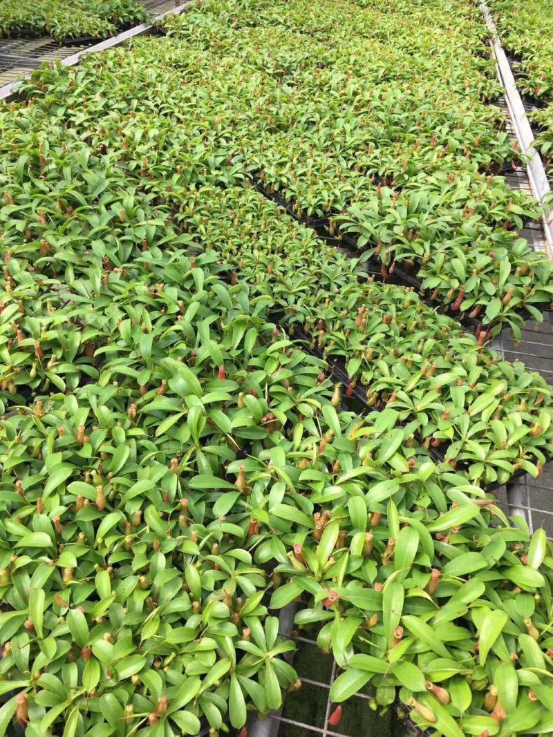 栀子花90栀子花盆栽