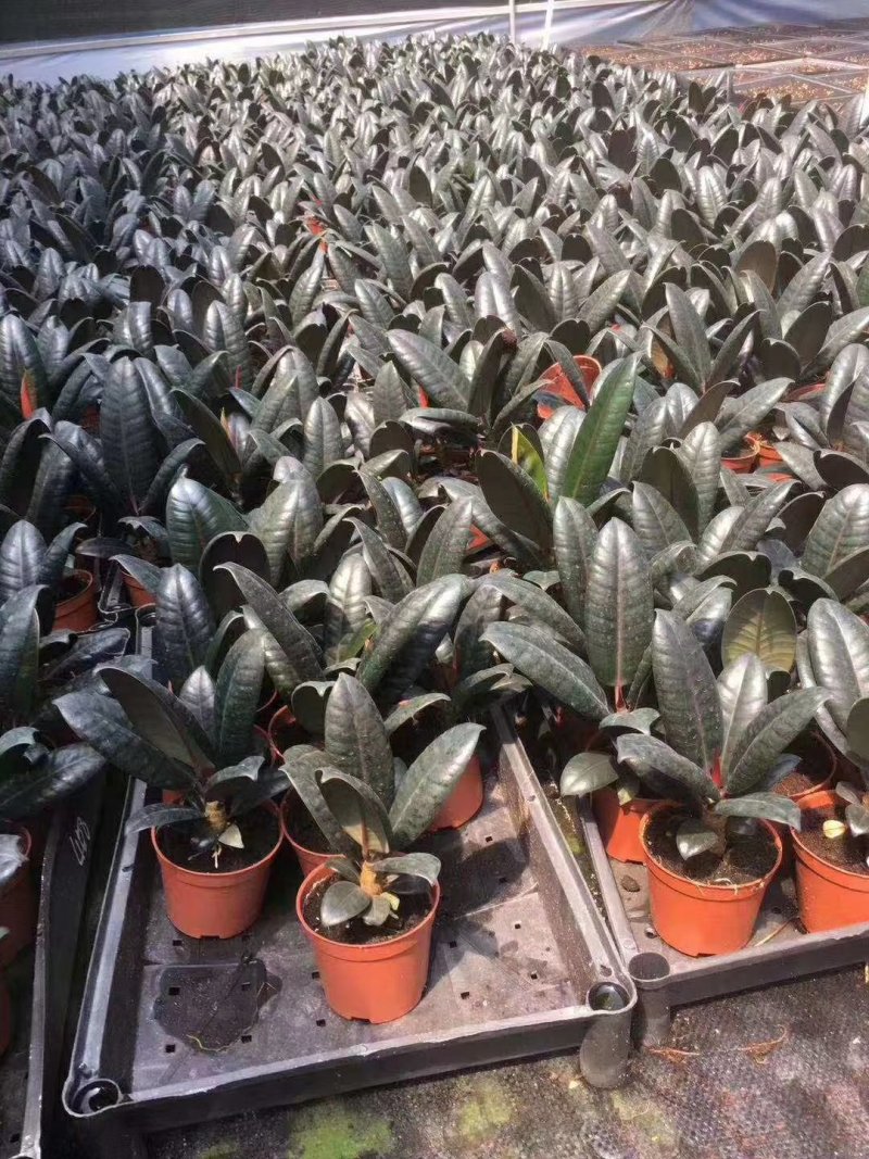 栀子花90栀子花盆栽