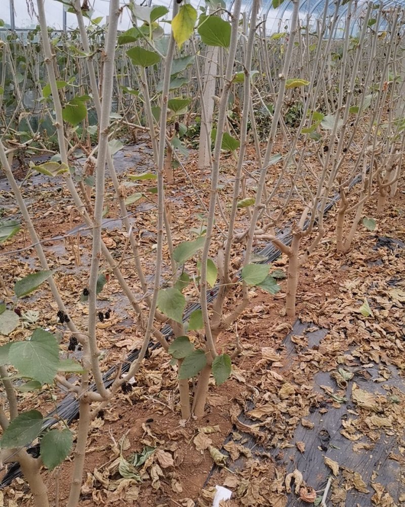占地树，采摘园果桑树
