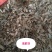 鬼箭羽～新货～1公斤起售～质量好欢迎咨询采购