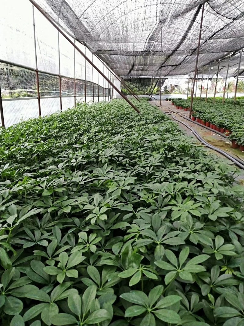 鸿运当头观赏凤梨花小红星盆栽