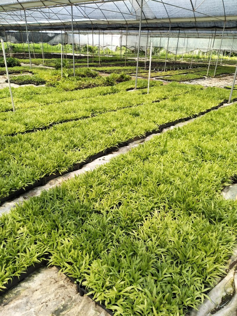 海桐种苗庭院绿化苗木芳香地被苗圃批发一件代发