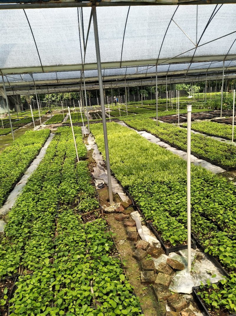 海桐种苗庭院绿化苗木芳香地被苗圃批发一件代发