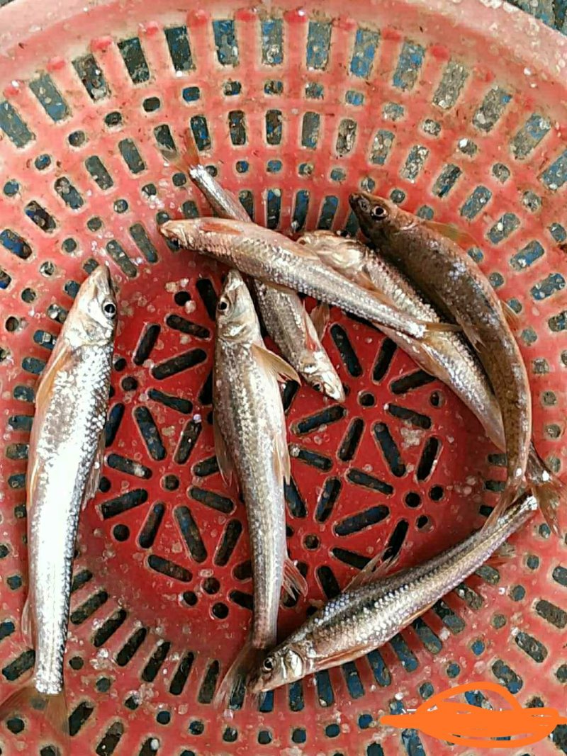 淮河小鱼