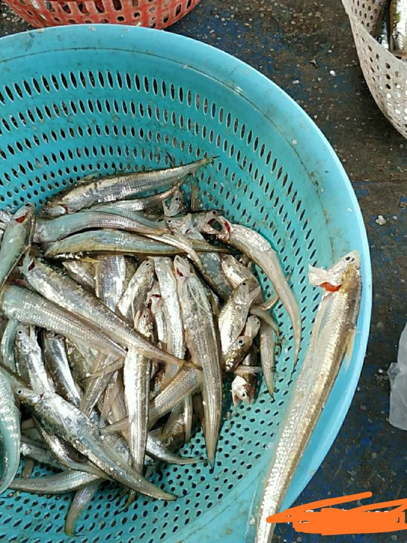 淮河小鱼