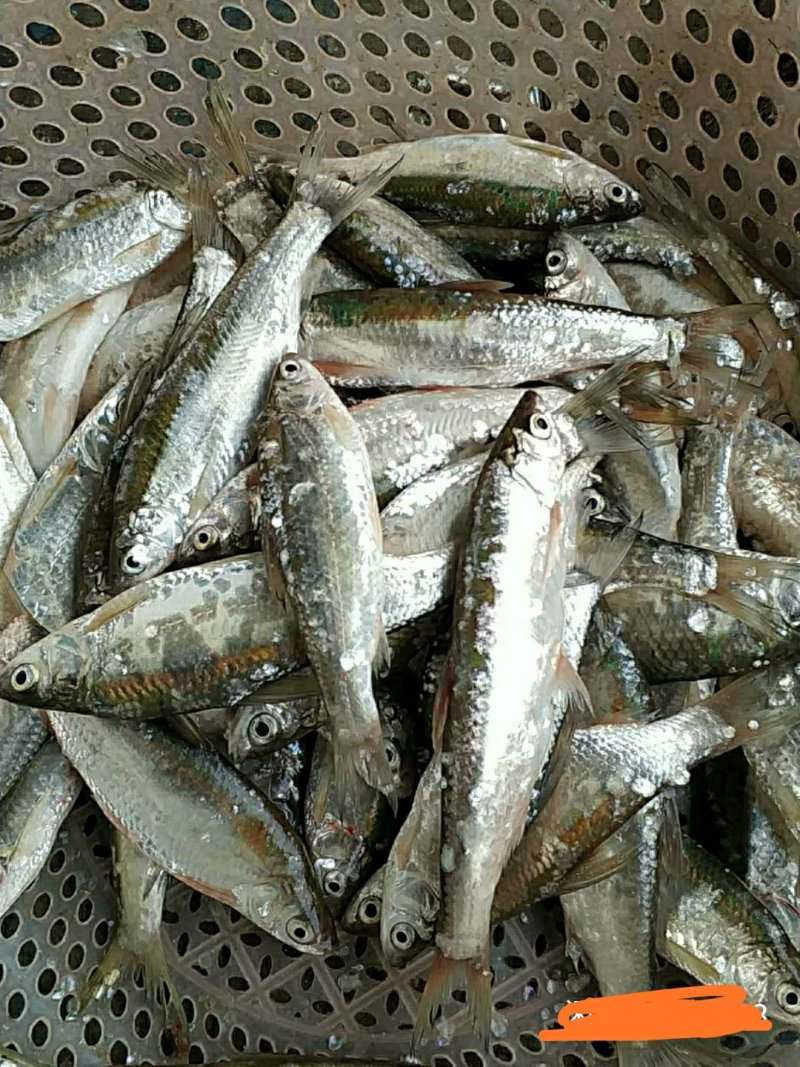 淮河小鱼