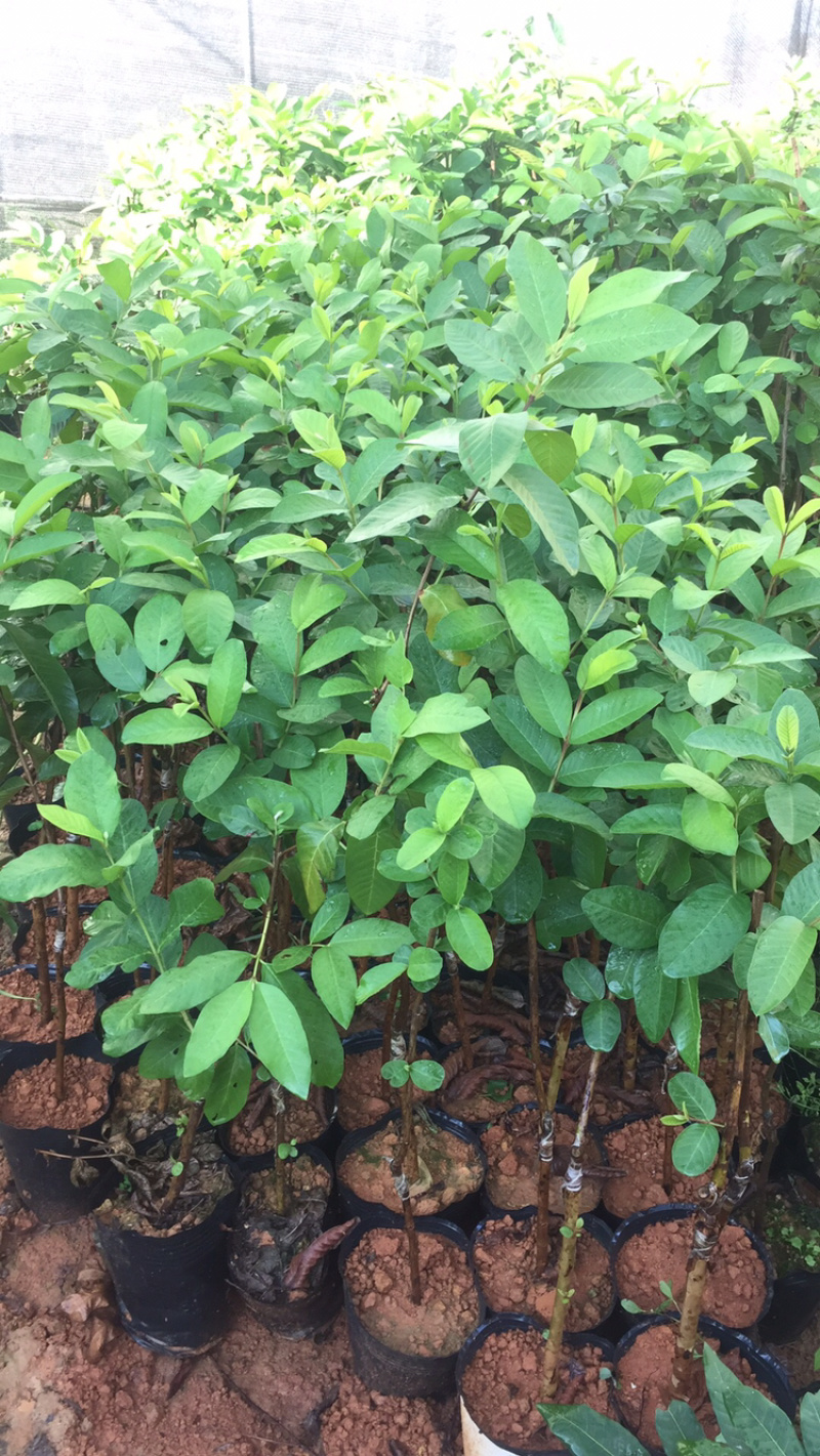 番石榴苗珍珠白肉红心芭乐红宝石番石榴苗杯苗