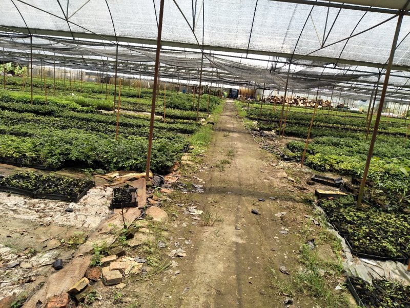 小果巴西甜樱桃种苗新奇果树苗庭院盆栽水果苗