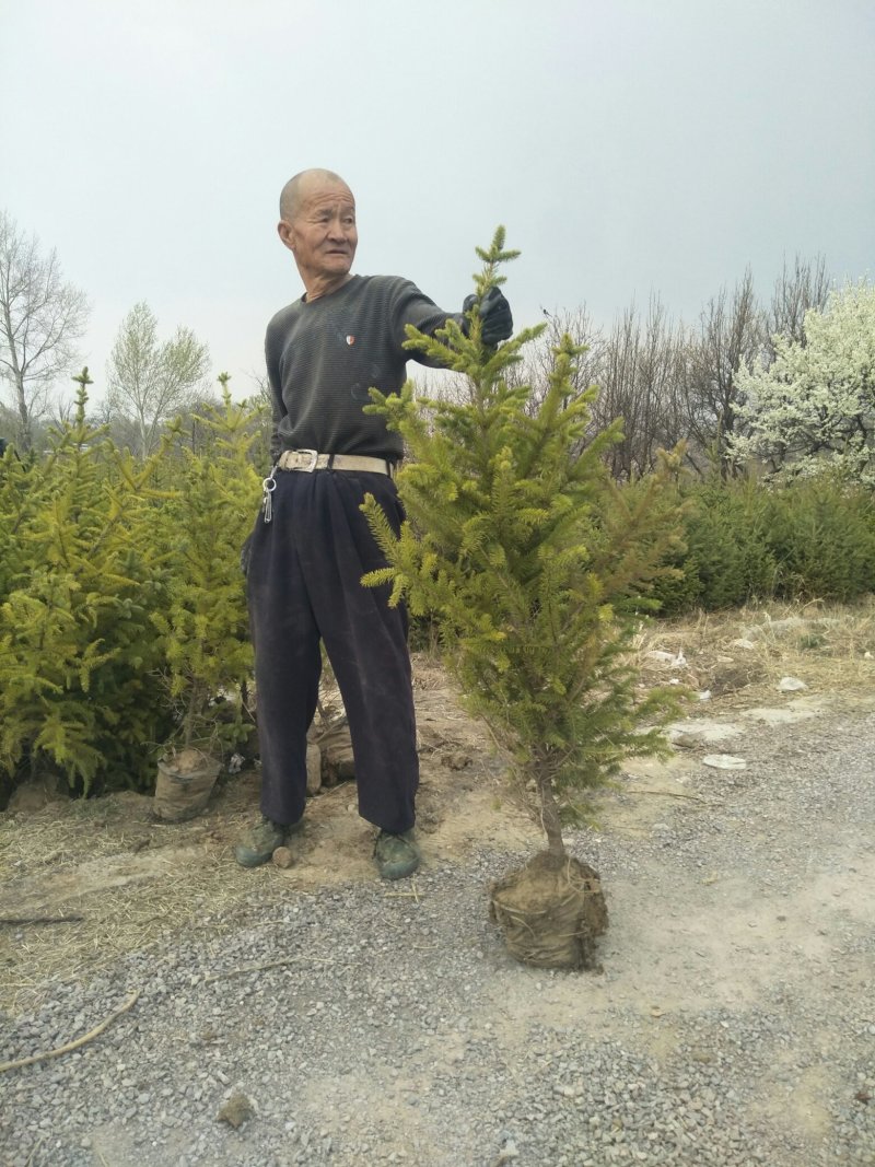 云杉杯苗产地直销量大从优带土球也量大一手货源