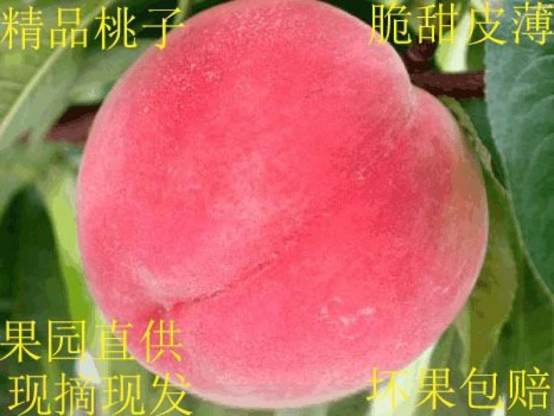 中华寿桃山东毛桃大量上市售后保障产地直发欢迎考察