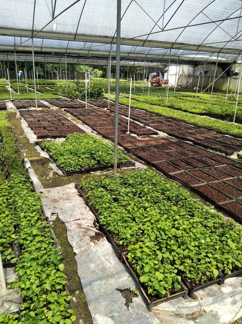 竹柏种苗四季常青观叶植物水培绿植