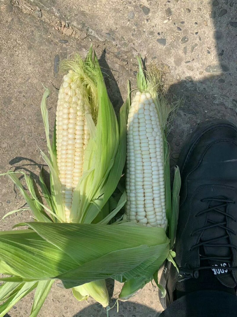 优质玉米