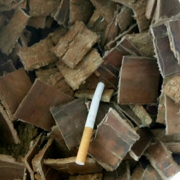 杜仲皮