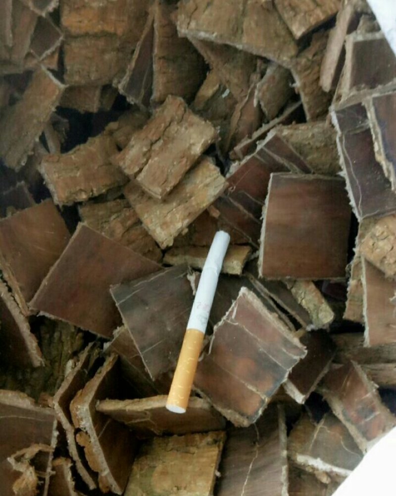 杜仲皮