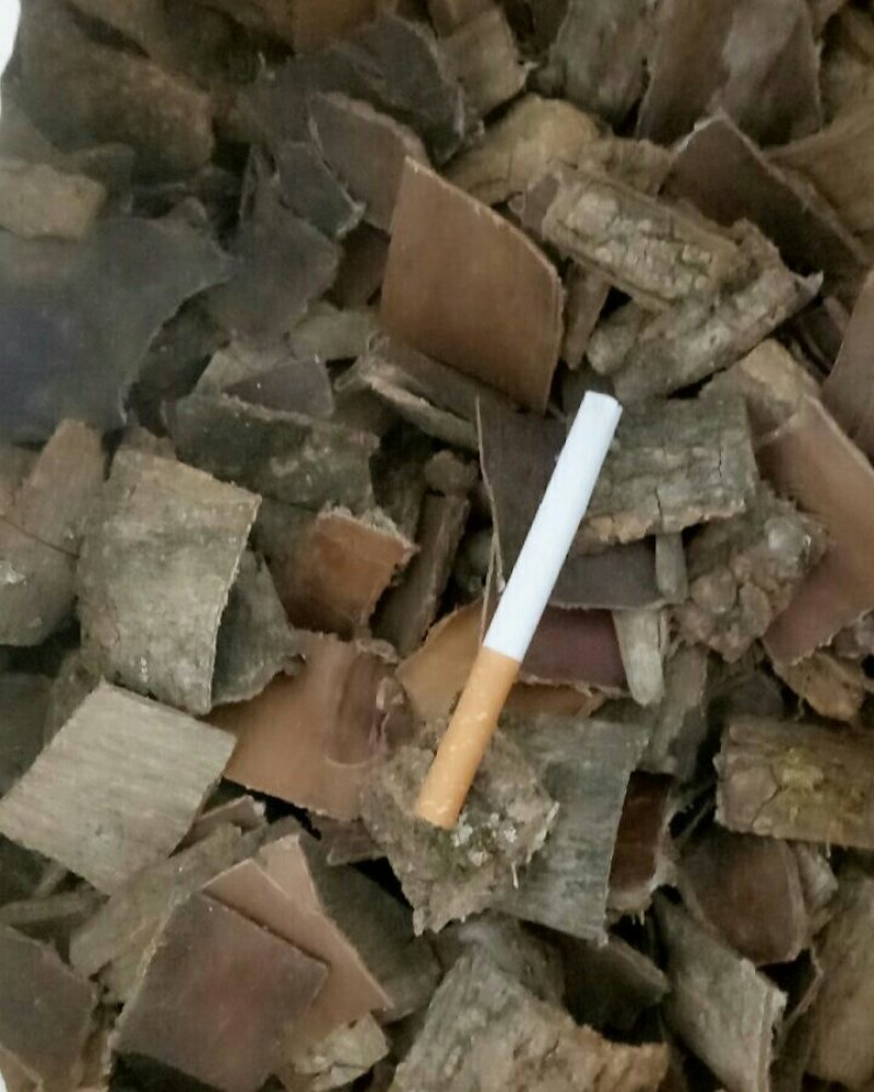 杜仲皮