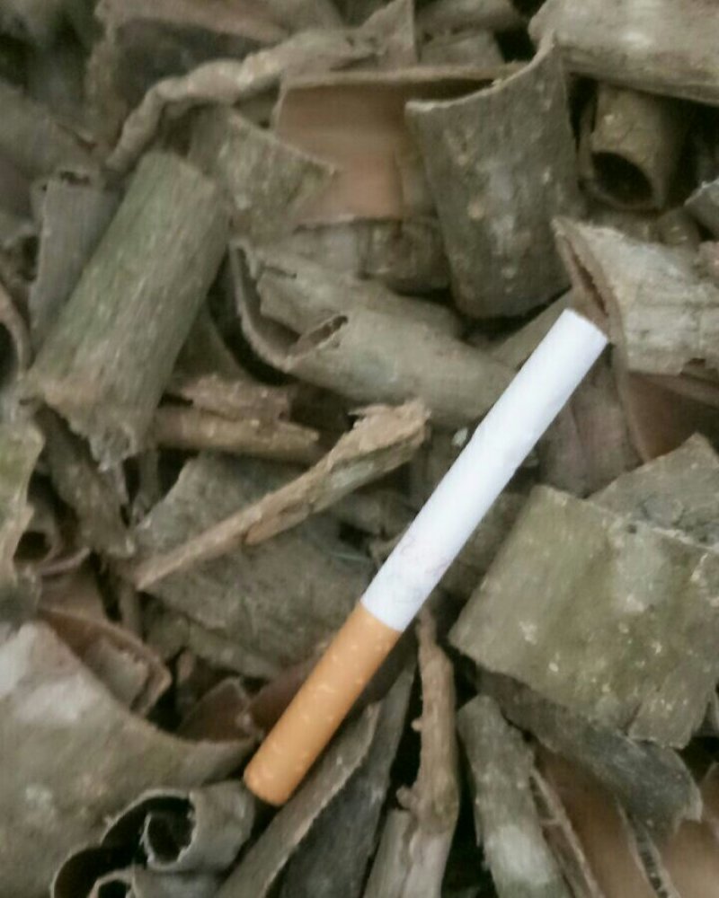 杜仲皮