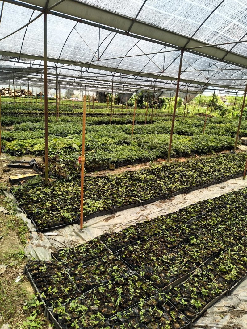 大王椰子苗1年苗棕榈科植物苗圃直供一件代发