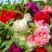 凤仙花种子重瓣凤仙花种子四季易活指甲花新种子
