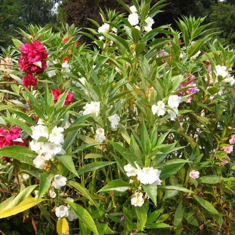 凤仙花种子重瓣凤仙花种子四季易活指甲花新种子