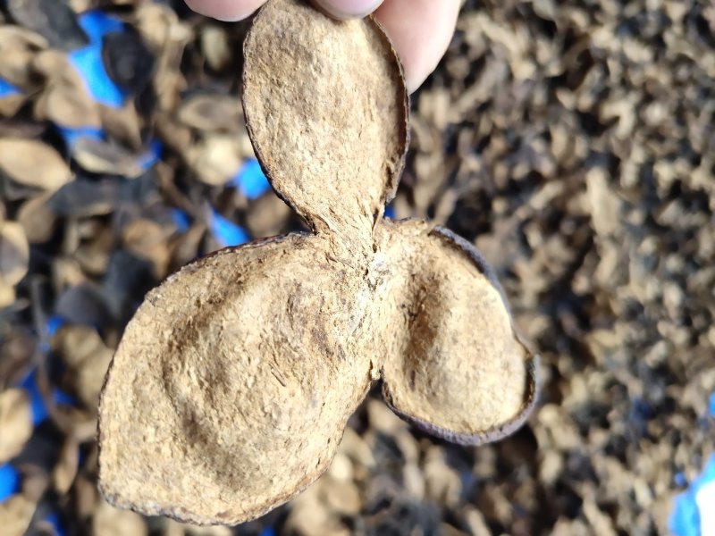 正宗新会陈皮十年陈皮老陈皮收藏级精品货