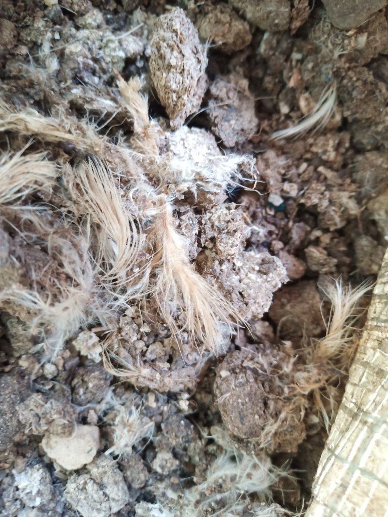 干鸡粪，精选过筛，无土沙，无大块。保证质量。