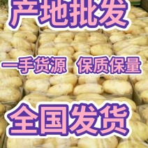 荷兰十五土豆山东土豆批发黄心土豆货源充足