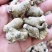 60头滑头三七全新包邮(除偏远地区外)可打粉
