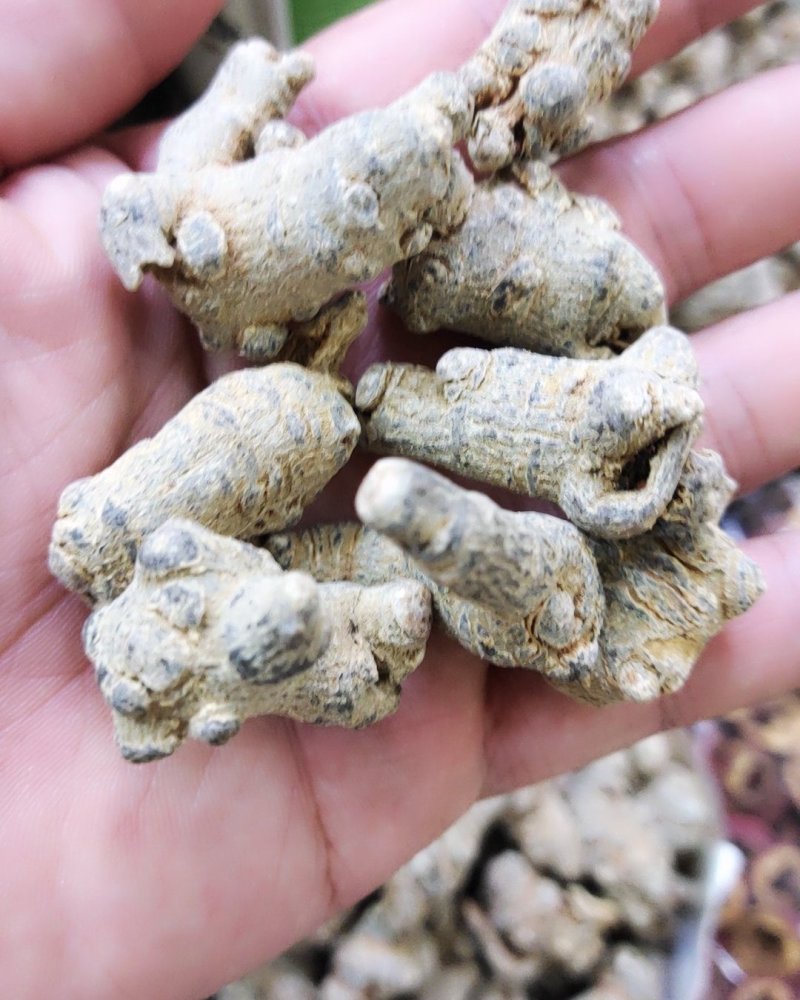 60头滑头三七全新包邮(除偏远地区外)可打粉